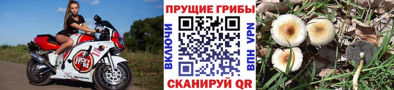 Галлюциногенные грибы Psilocybine cubensis shop как зайти Тогучин где купить наркоту